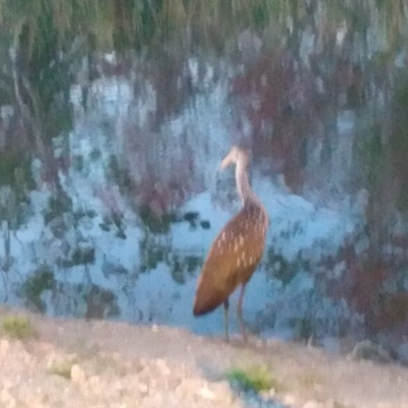 Airboats and Alligators at Lake Trafford Marina-Immokalee必去景点
