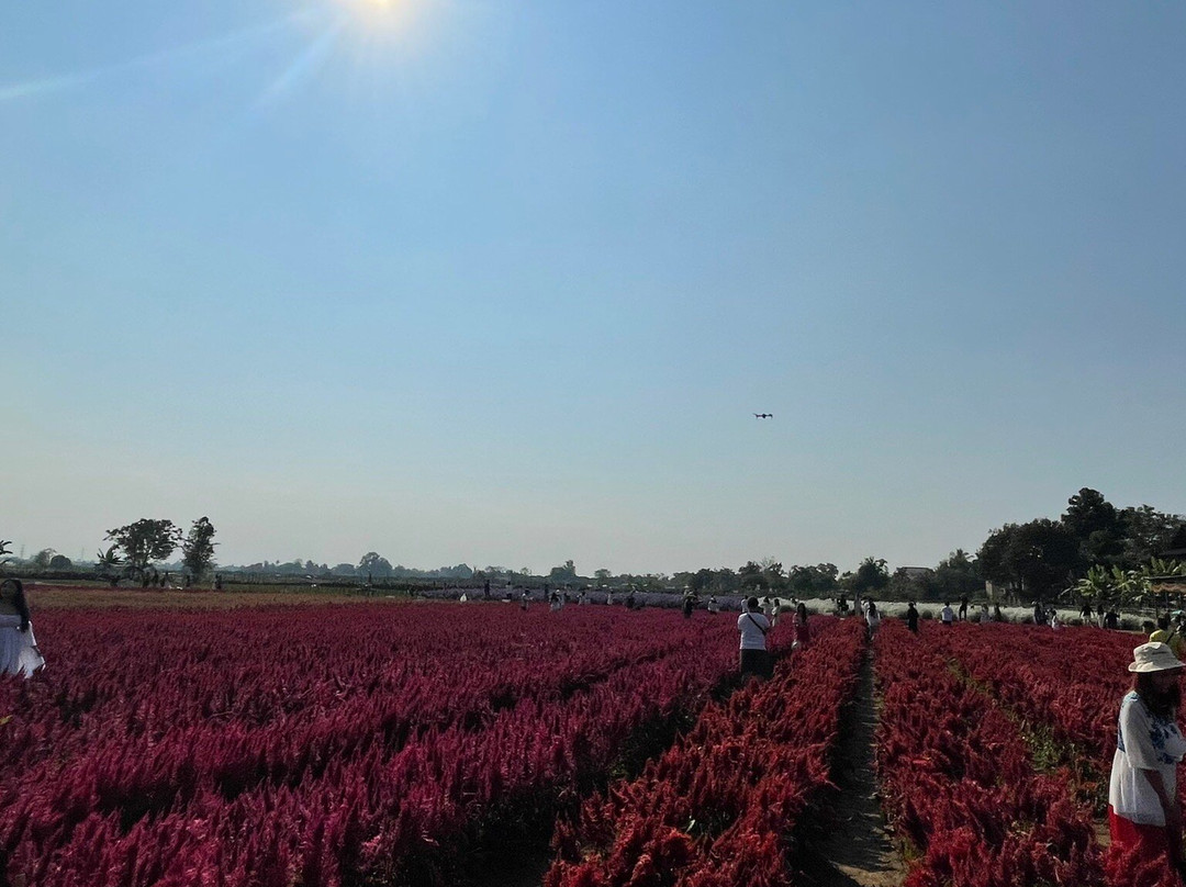 I Love Flower Farm-夜林必去景点