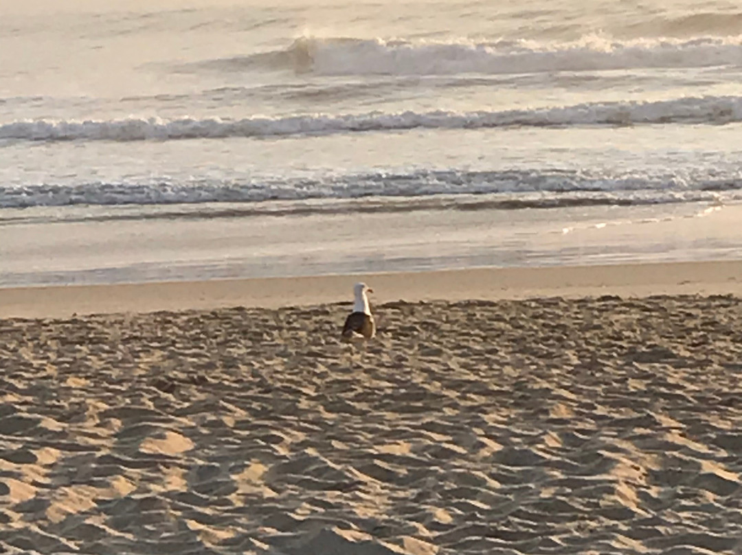 Gamboa Beach-Garopaba必去景点