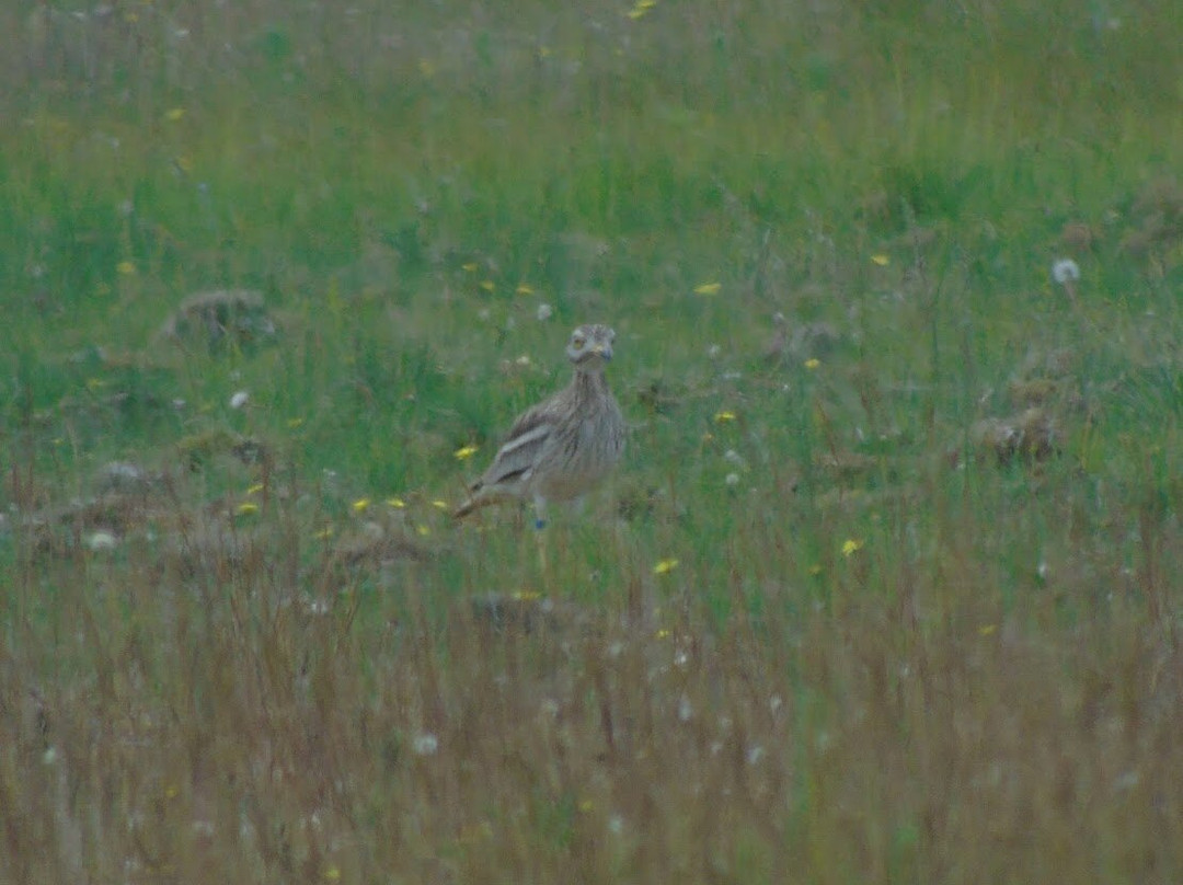 Weeting Heath Nature Reserve - Norfolk Wildlife Trust景点图片