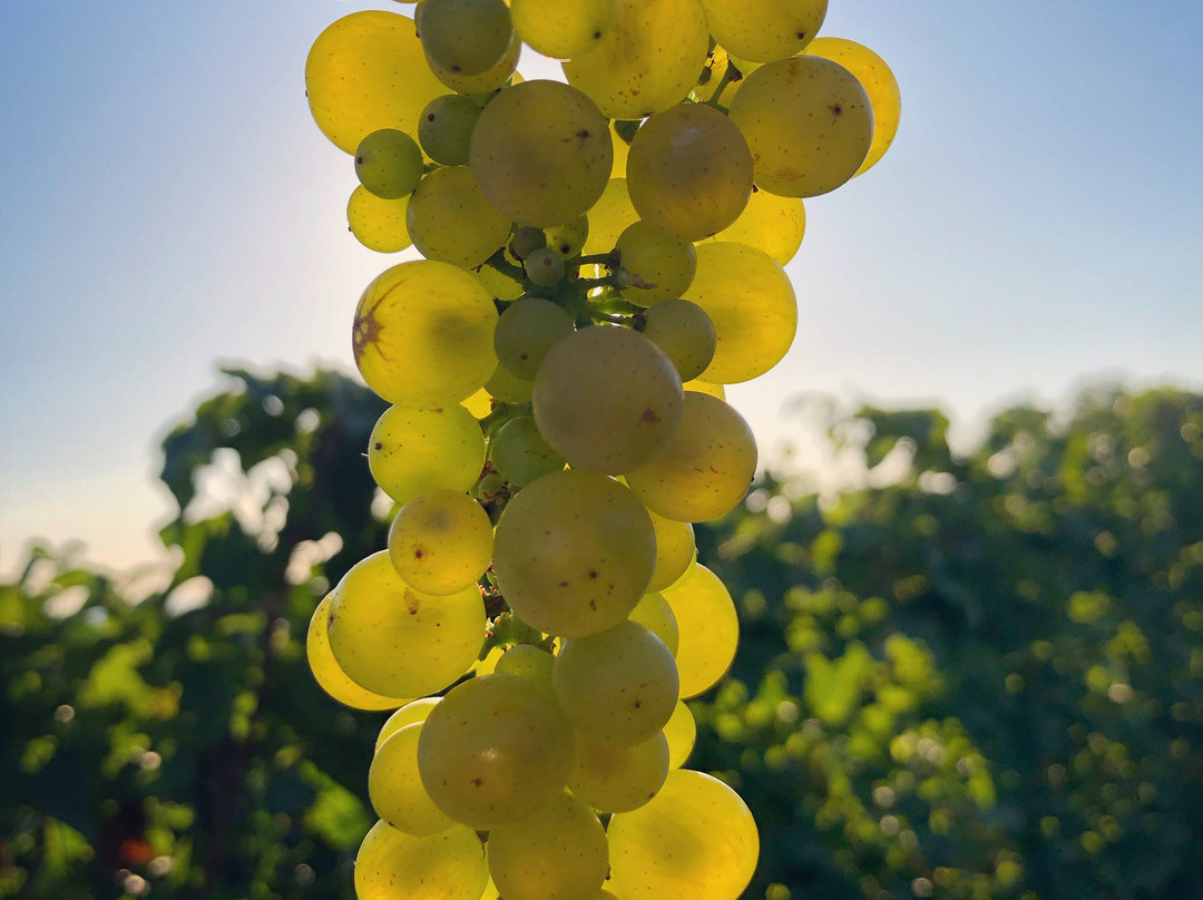 Weingut Eckehart Gröhl景点图片