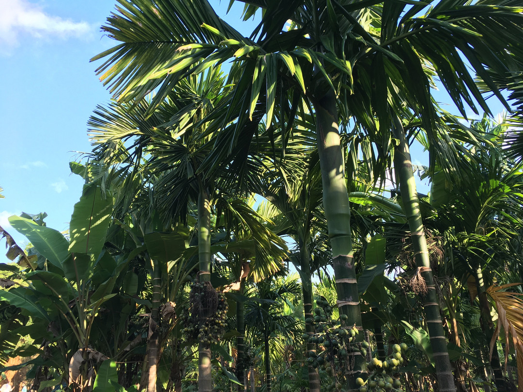 Areca Farm Walk景点图片