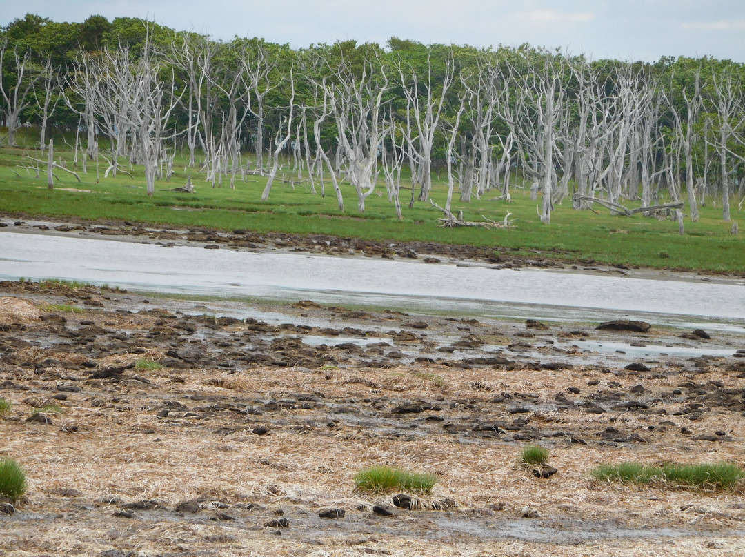Narawara-别海町必去景点