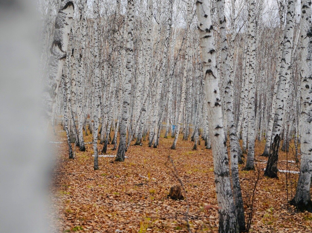 白桦林童话森林-额尔古纳市必去景点