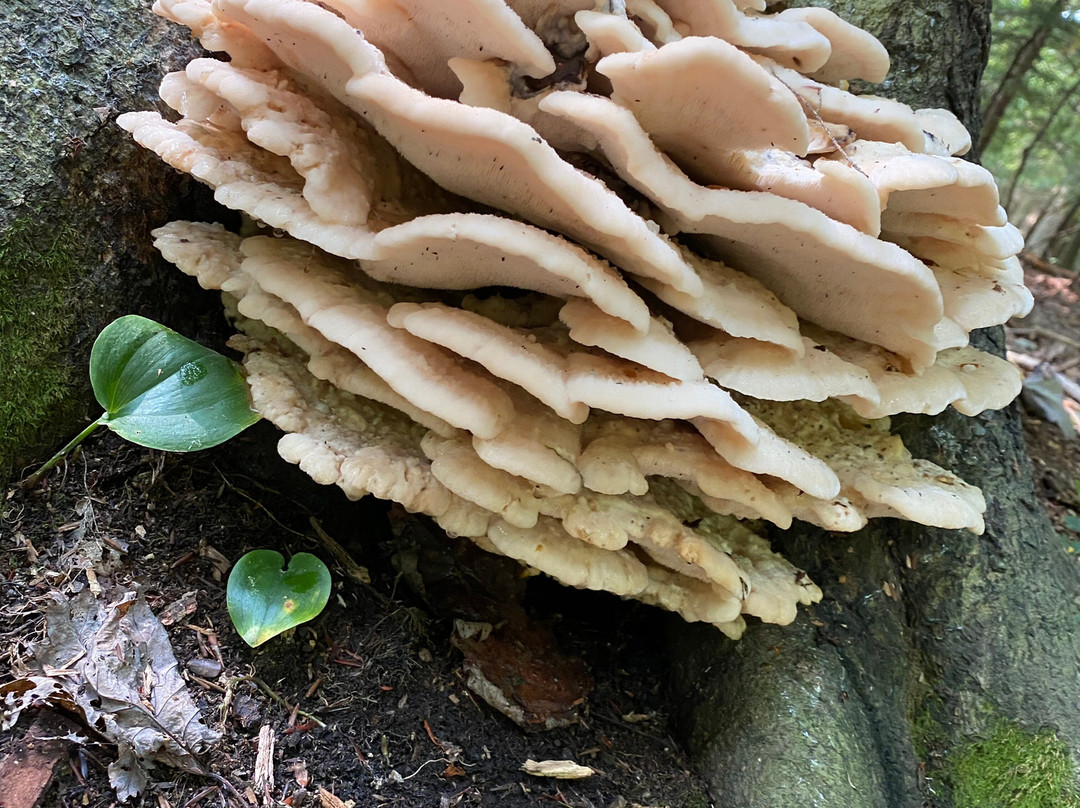 Whitlam Woods-Chardon必去景点