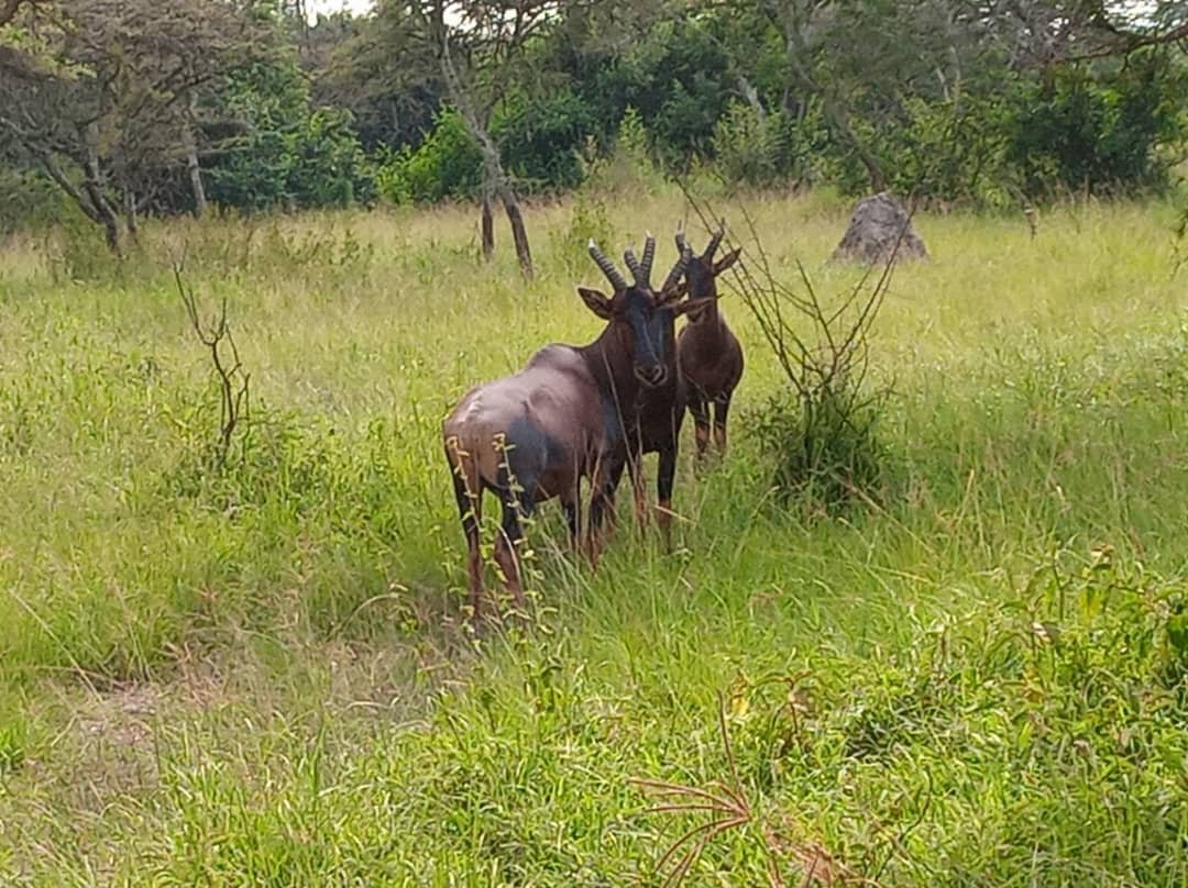 null-Lake Mburo National Park