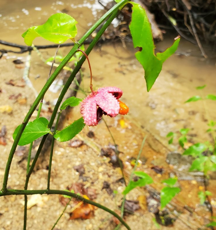 Chestnut Ridge Heritage Preserve景点图片