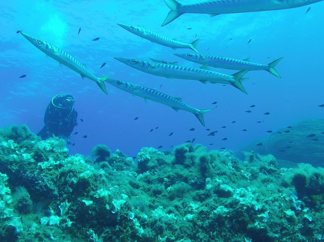 Diving Il Careno景点图片