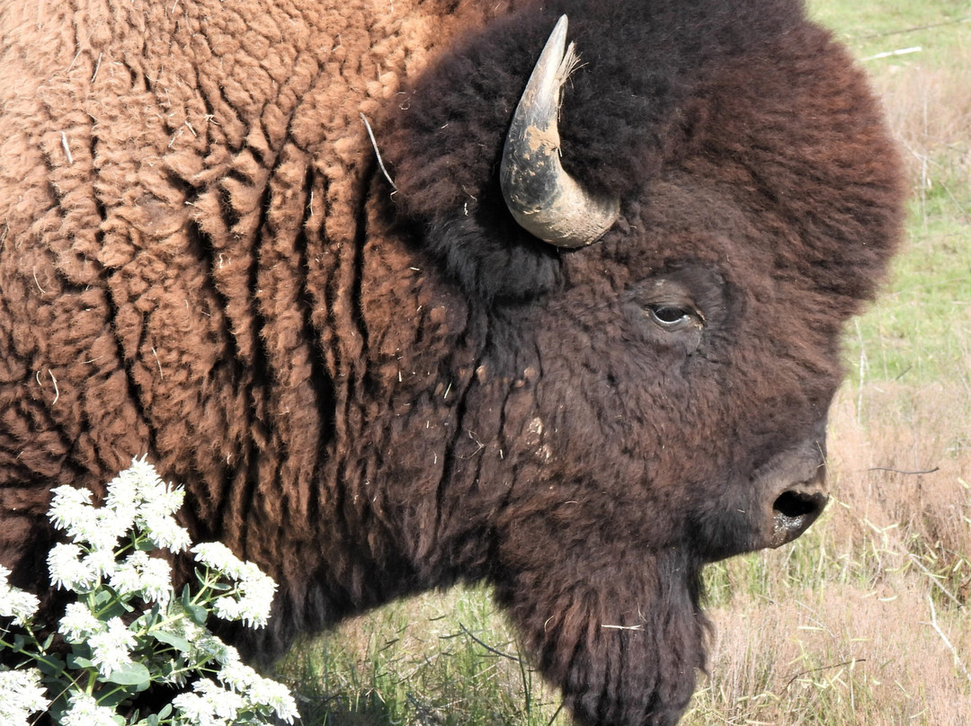 Duff Buffalo Ranch-Scott City必去景点