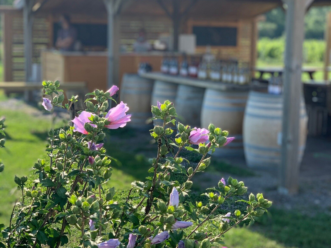 Sugarbush Vineyards景点图片