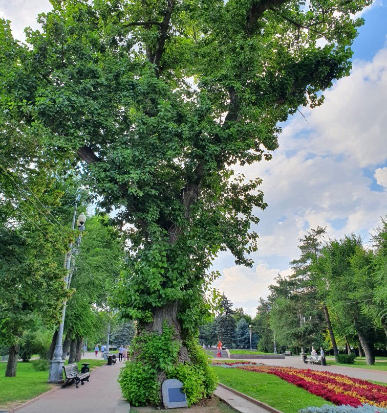 Poplar on the Square of Fallen Fighters-伏尔加格勒必去景点