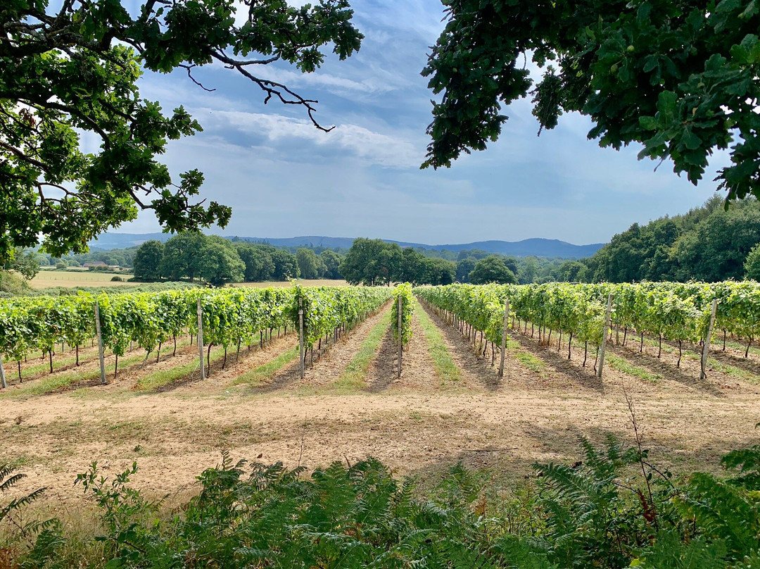 English Vineyard Tours at Trotton Estate Vineyards景点图片