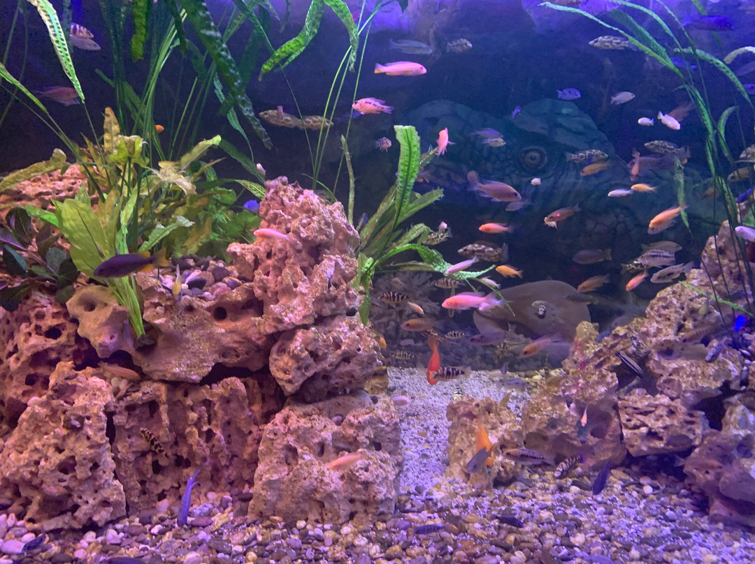 Aquarium in Yevpatoriya-Yevpatoriya必去景点