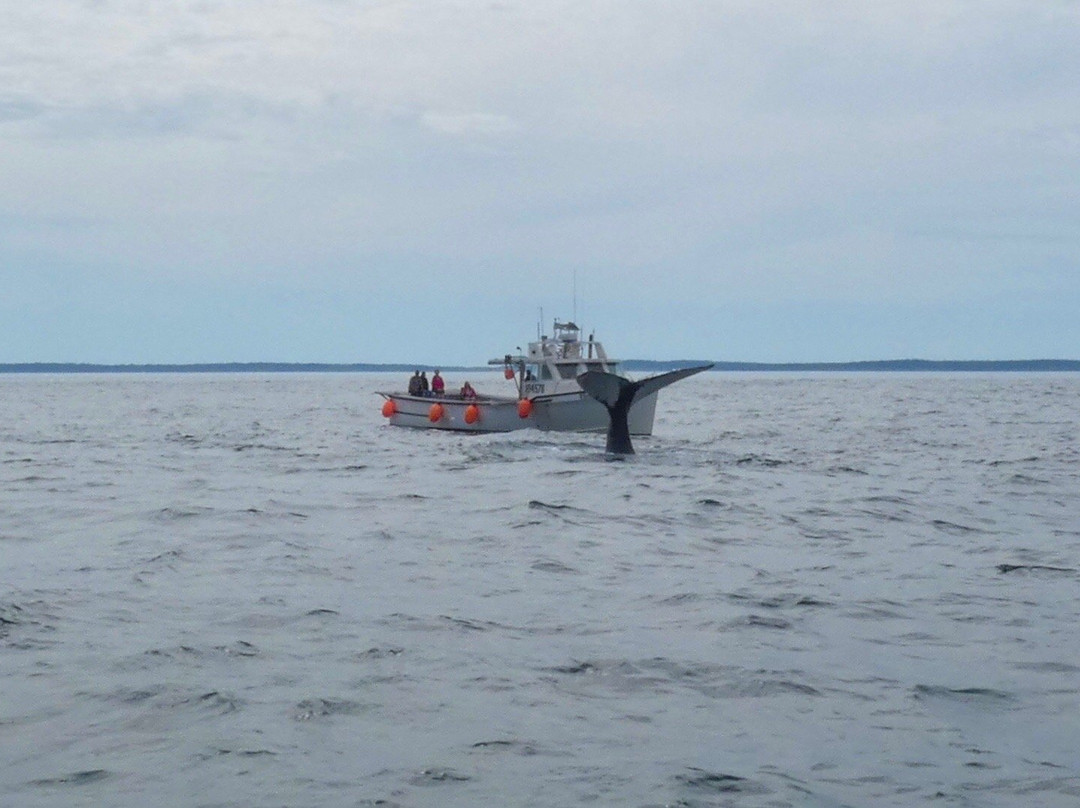 Brier Island Whale and Seabird Cruises-Westport必去景点