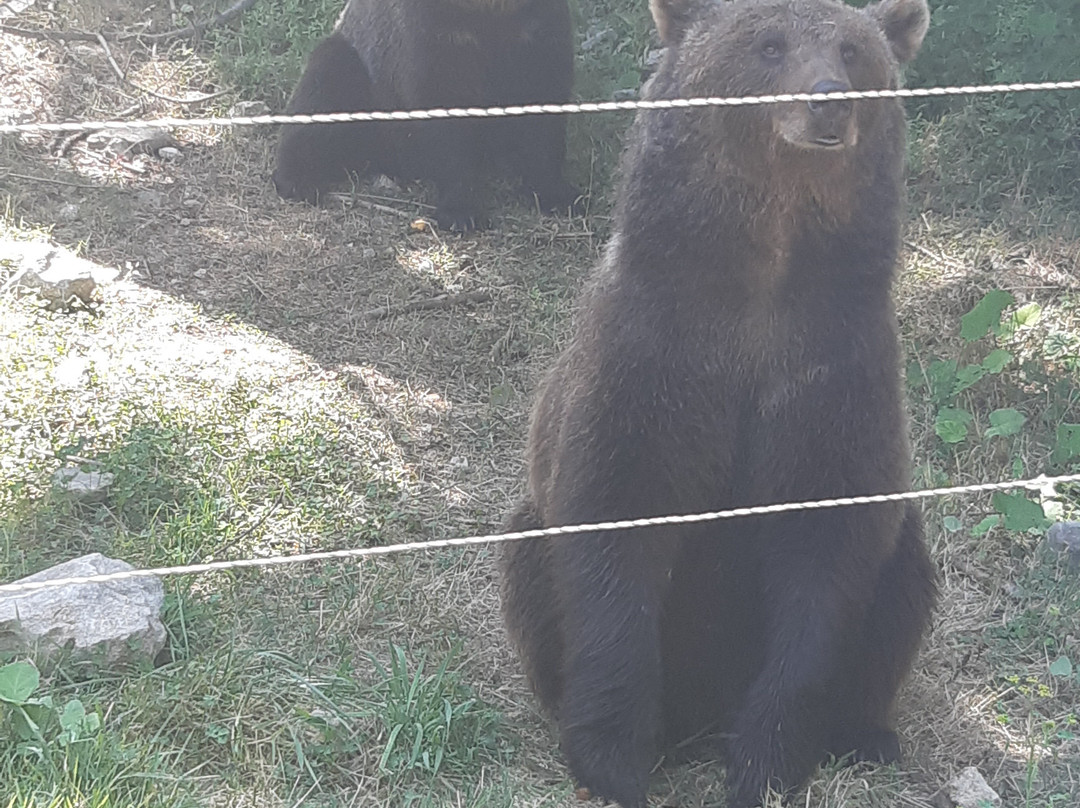 Museo dell’Orso Marsicano景点图片