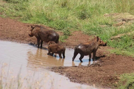 Go primate safaris-Ruhengeri必去景点