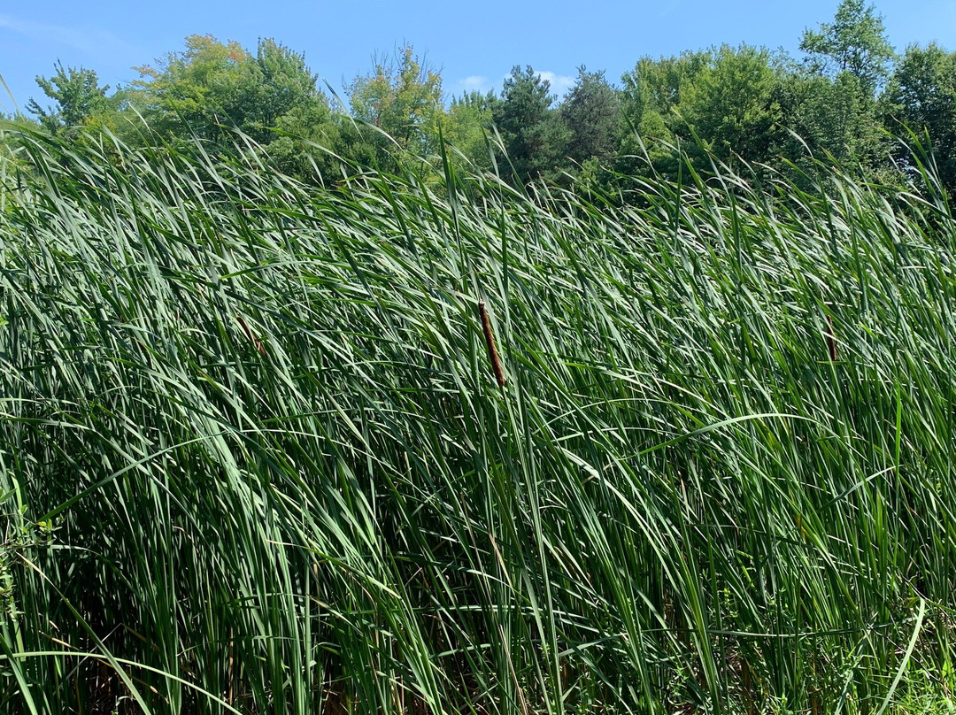 Reinstein Woods Nature Preserve景点图片