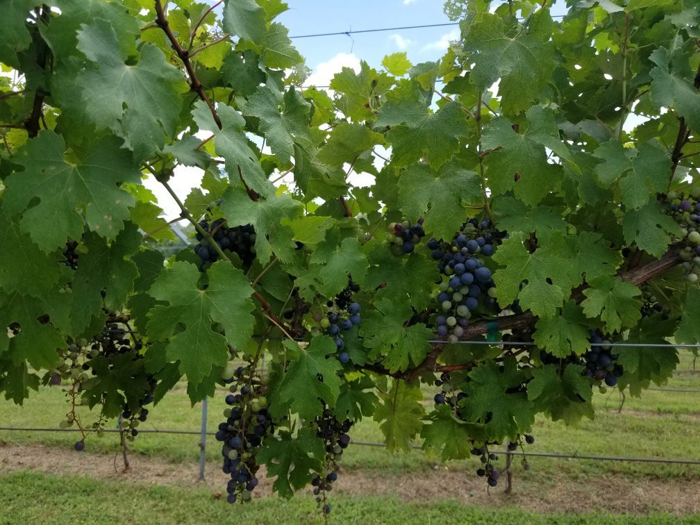 Maraella Winery-Hokes Bluff必去景点