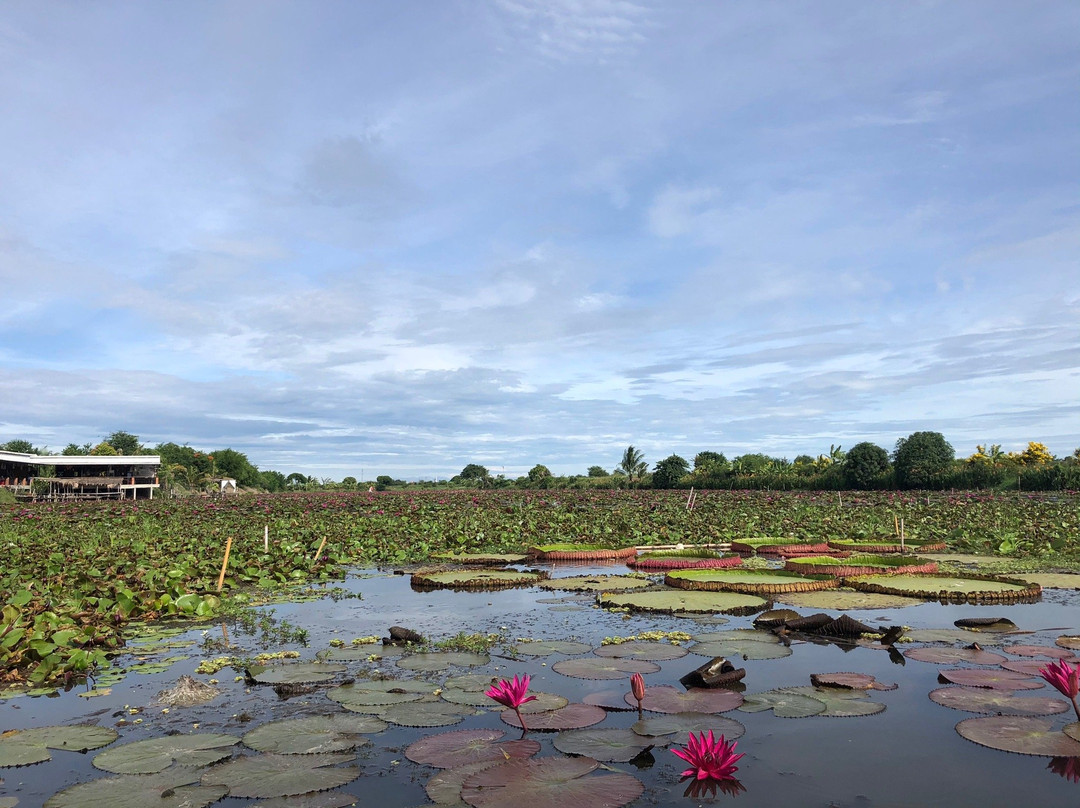 Red Lotus Floating Market-佛统必去景点