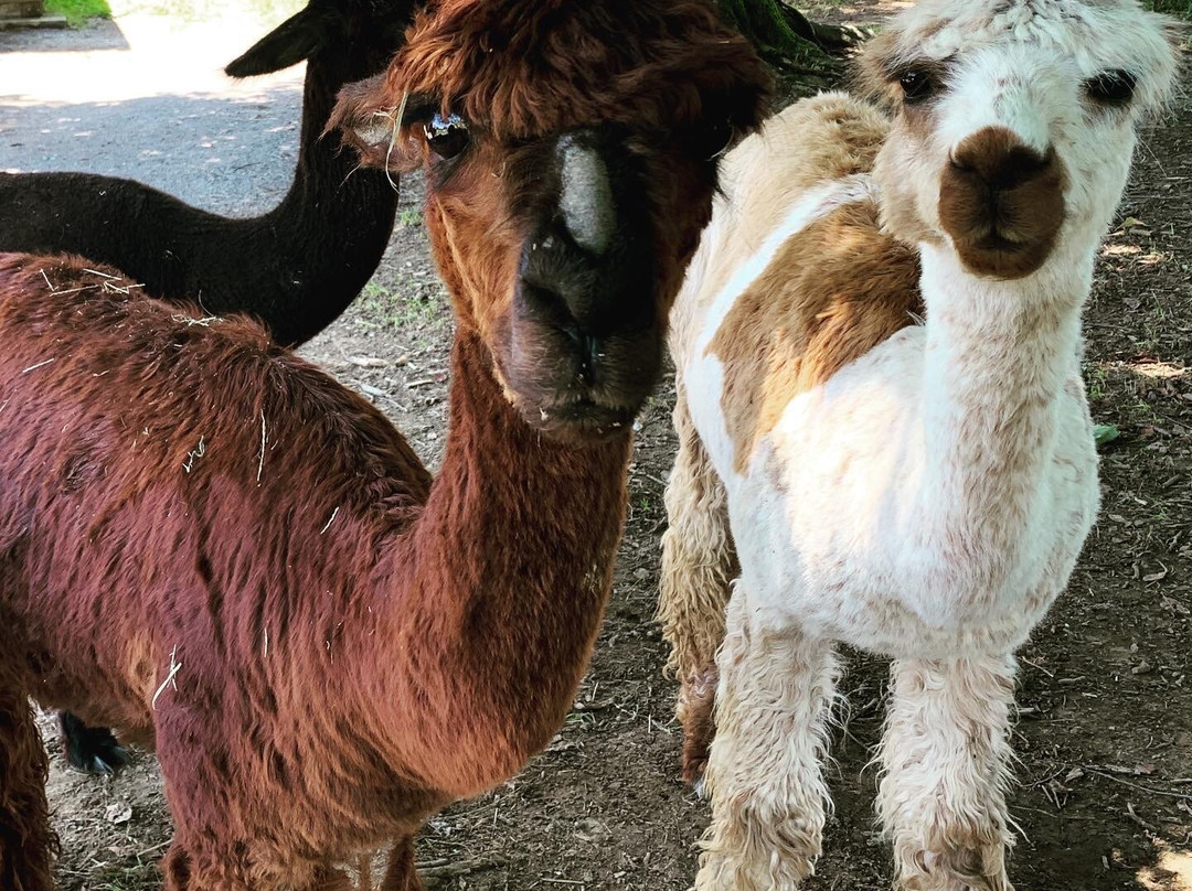 Rocking Chair Farm-Corryton必去景点