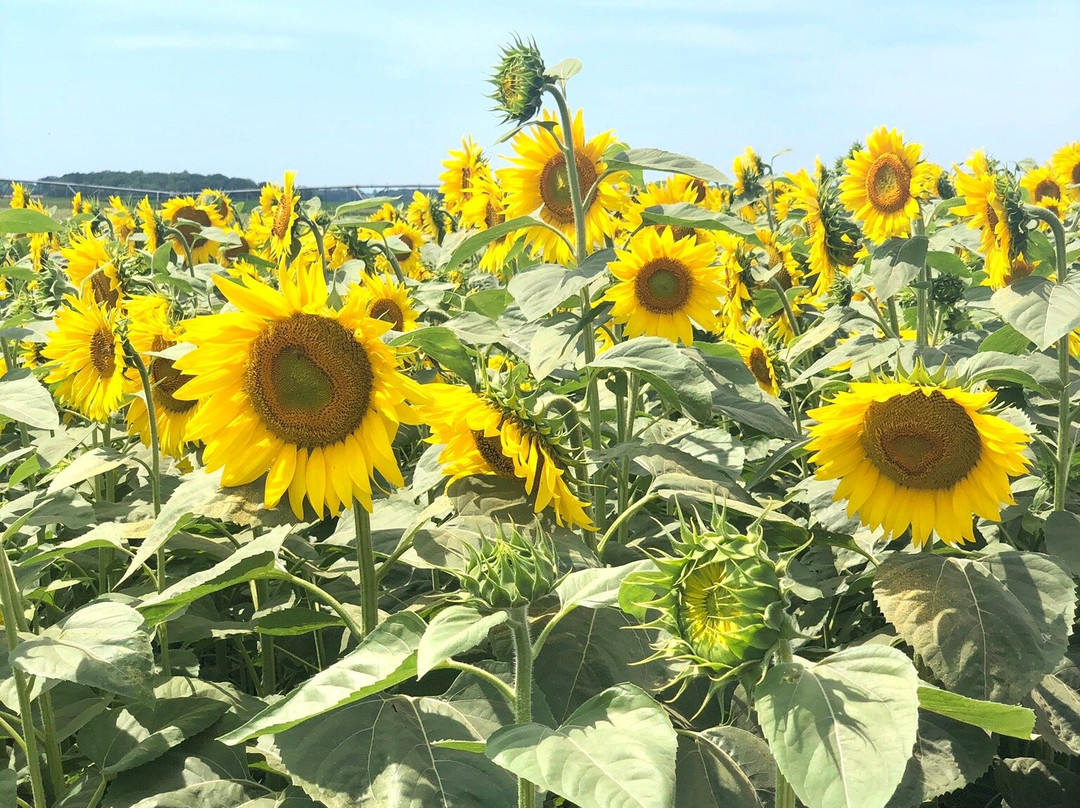 Von Bergen's Country Market-Hebron必去景点
