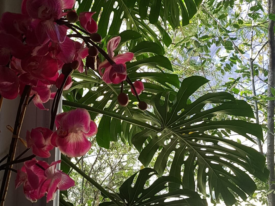 Locanda della Mimosa主图