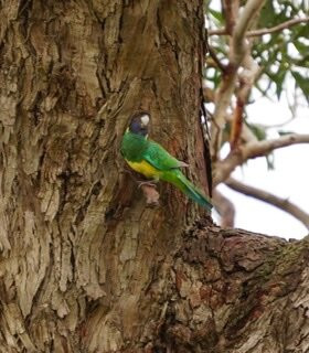 Mikkira Station Koala Sanctuary-Port Lincoln必去景点