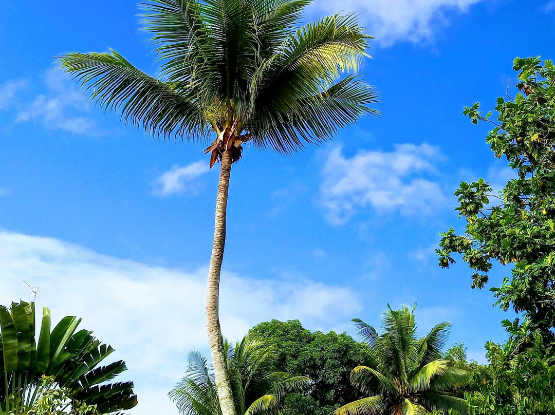 Pablo Queiroz de Andrade (Boipeba Adventure)-Velha Boipeba必去景点