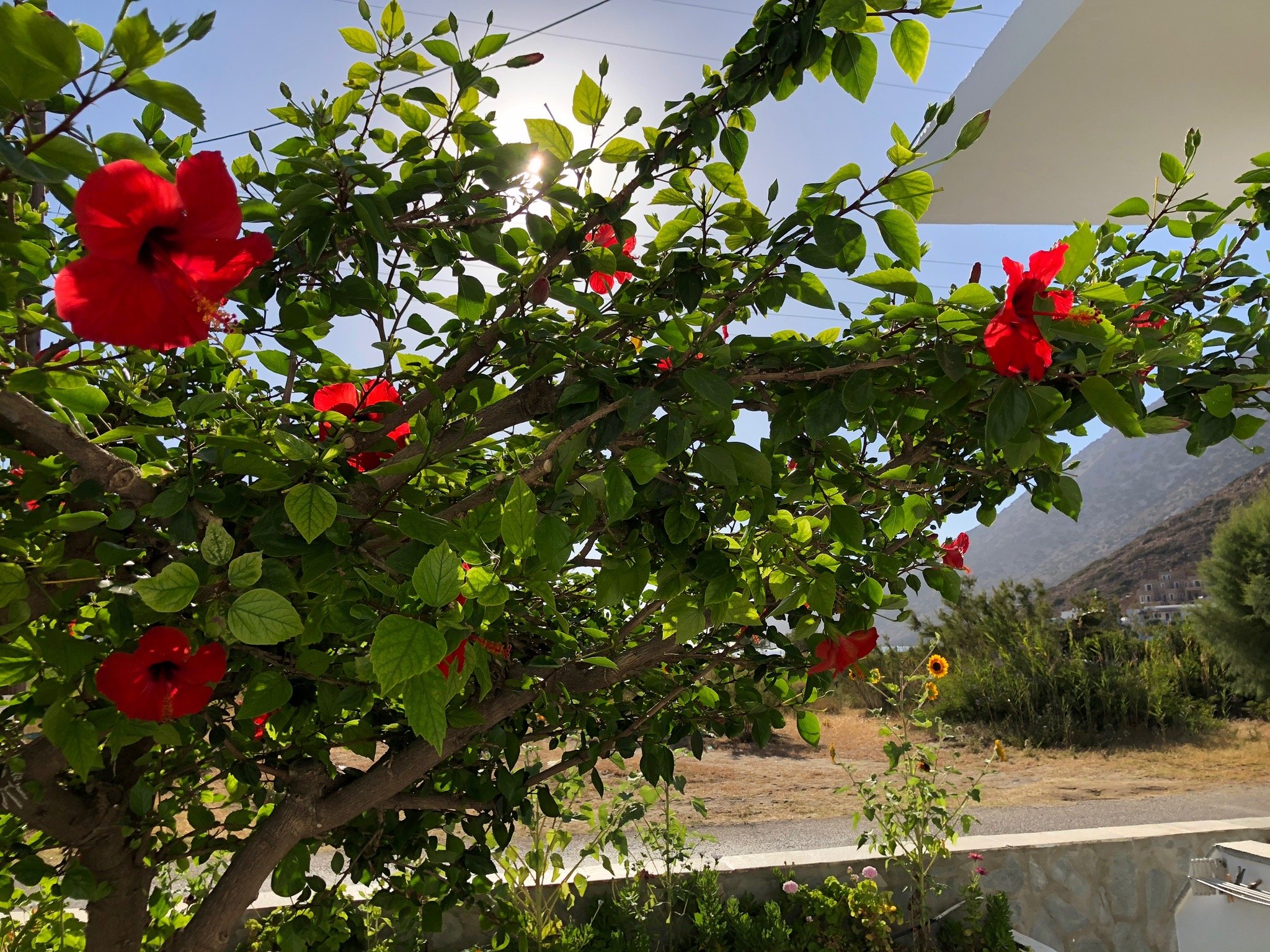 Hotel Afroditi-官方