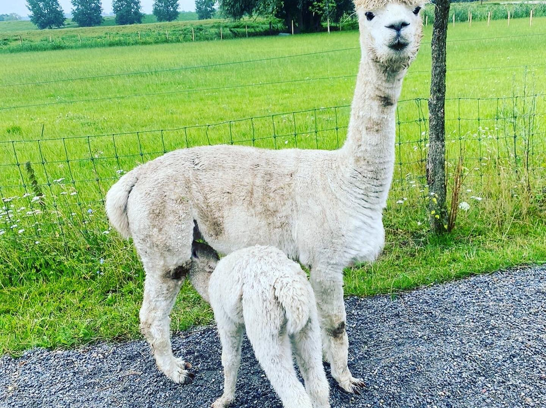 Alpaca farm River Forelands-Wamel必去景点