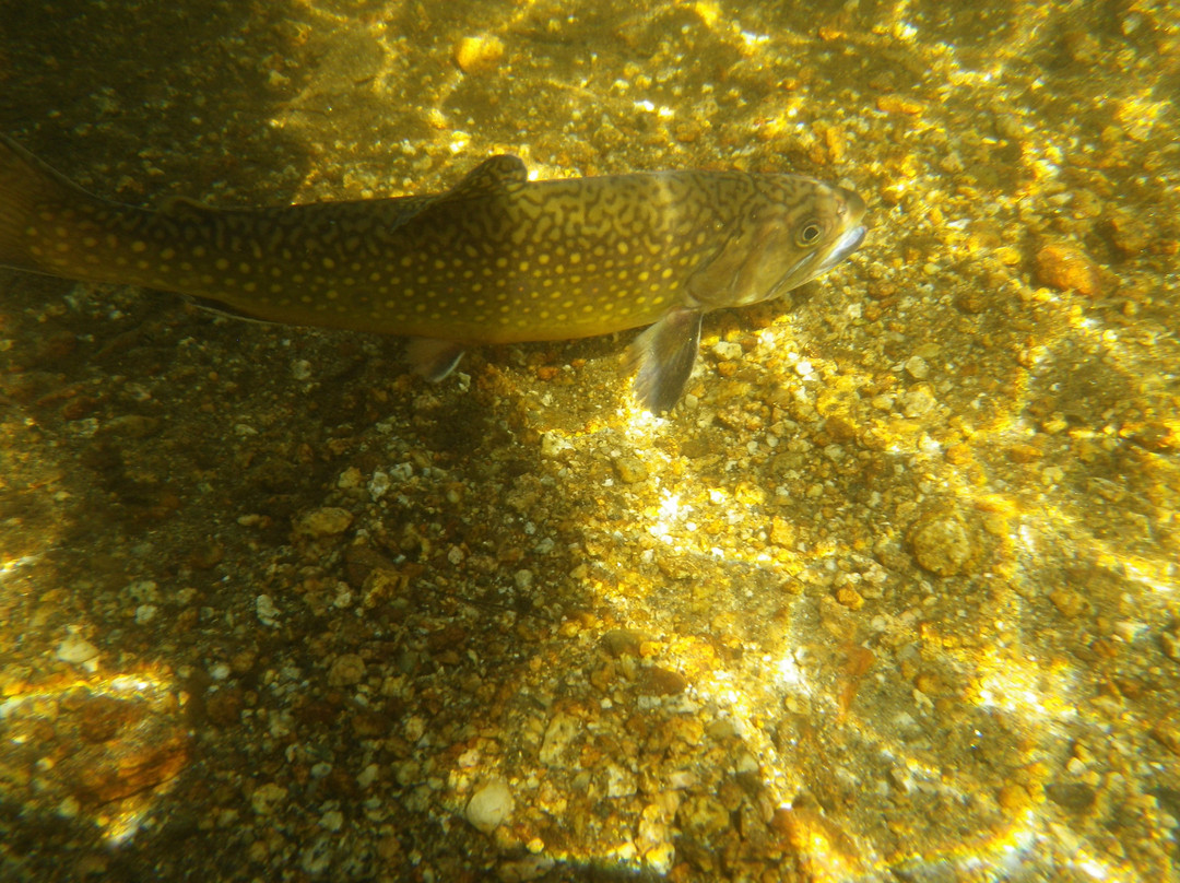 Northeast Fly Fishing School景点图片