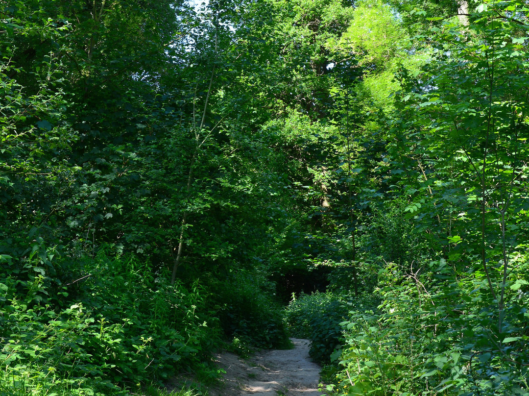 Gobions Wood Nature Reserve景点图片