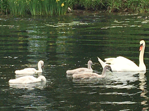 Tiki Taxi-多伦多必去景点