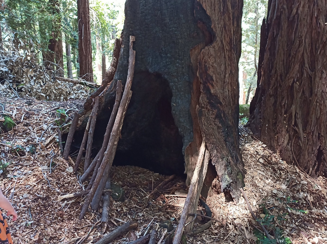 Mount Madonna County Park-沃森维尔必去景点