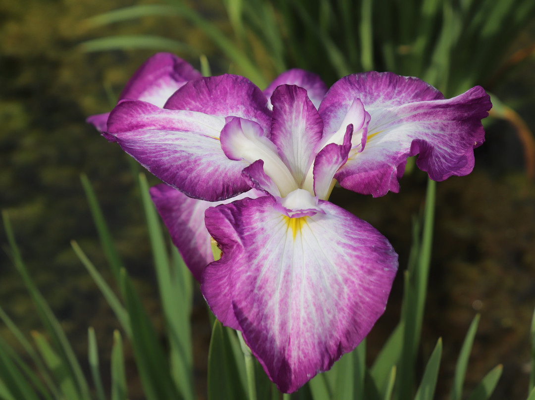 Kitayama Park-东村山市必去景点