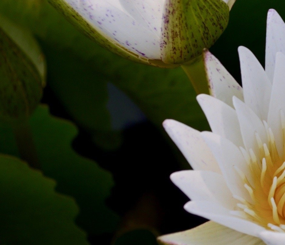 Dubua Cafe-那空猜是必去景点