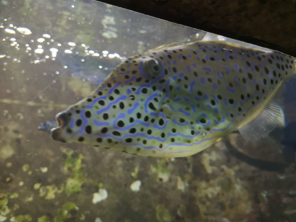 Shaab Abu Ramada/The Aquarium-赫尔格达必去景点