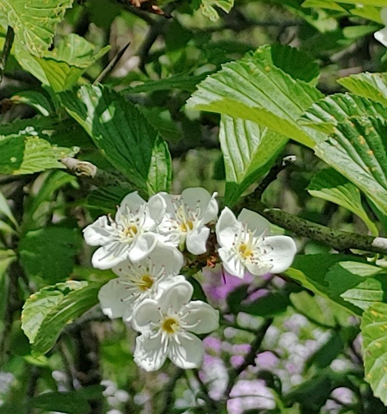 Huff Park-大急流市必去景点