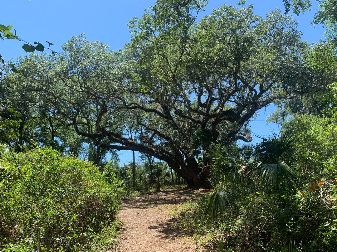 Lake Griffin State Park景点图片