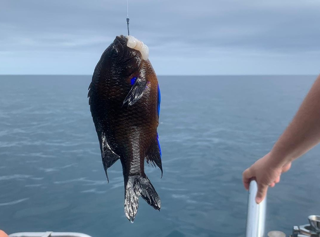 Ratinho Sports Fishing-蓬塔德尔加达必去景点