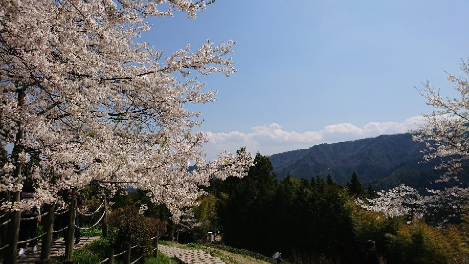 Daigo Zakura景点图片