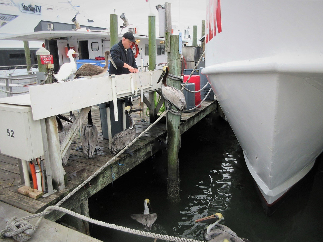Clearwater Beach Marina-克利尔沃特必去景点