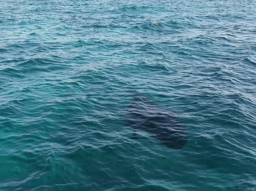 Manta Point-科莫多必去景点