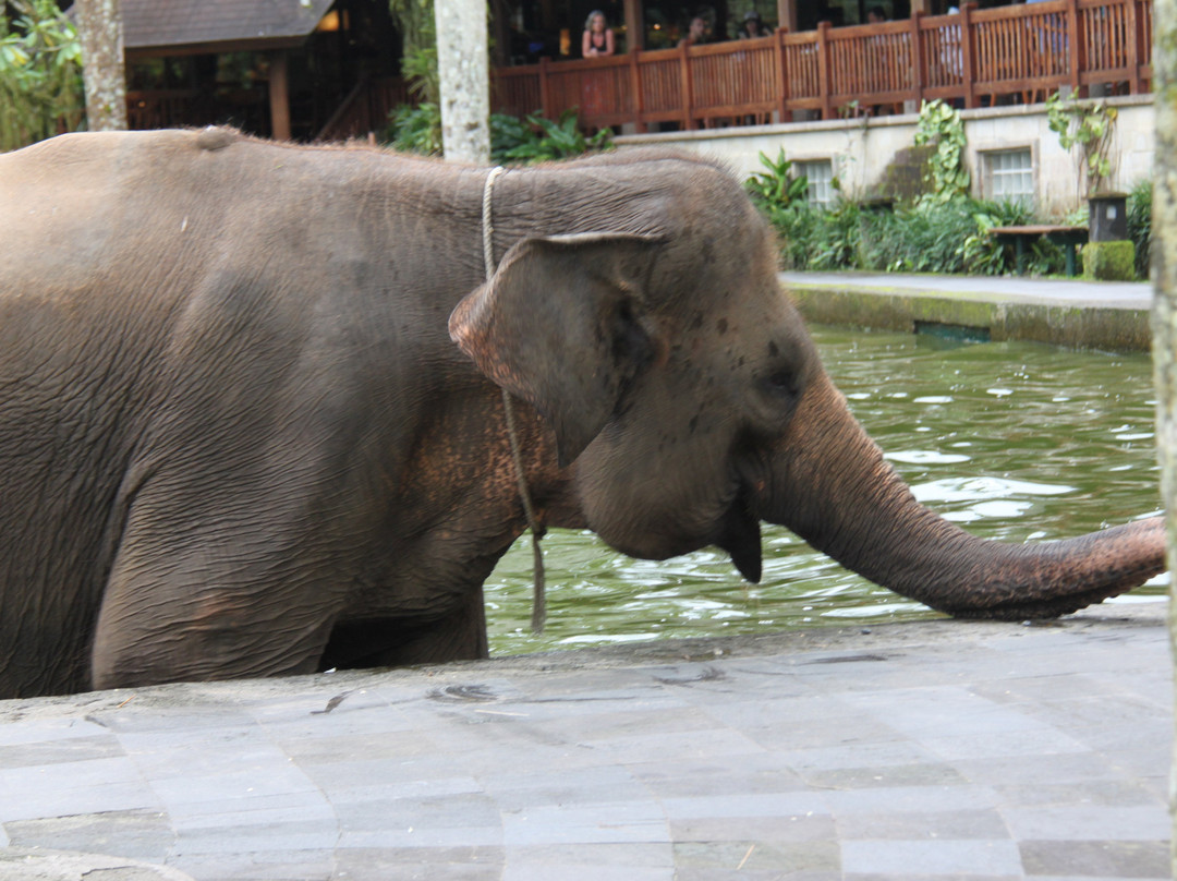 Bali Elephant Park景点图片