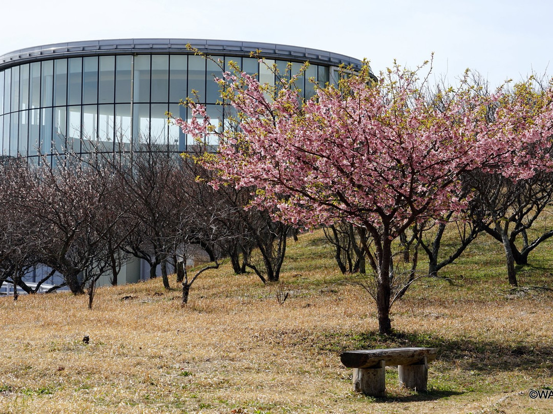 Ume no Sato-裾野市必去景点