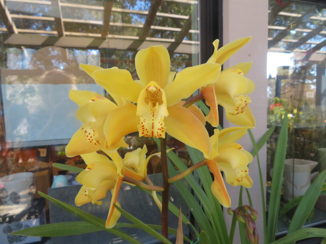 UCSC Arboretum-圣克鲁斯必去景点