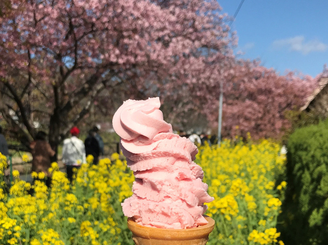 Kawazuzakura Festival景点图片