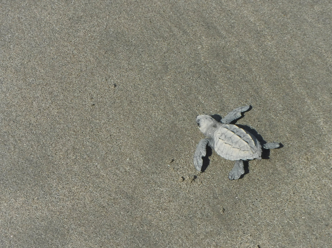 Campamento Tortuguero Playa Hermosa景点图片