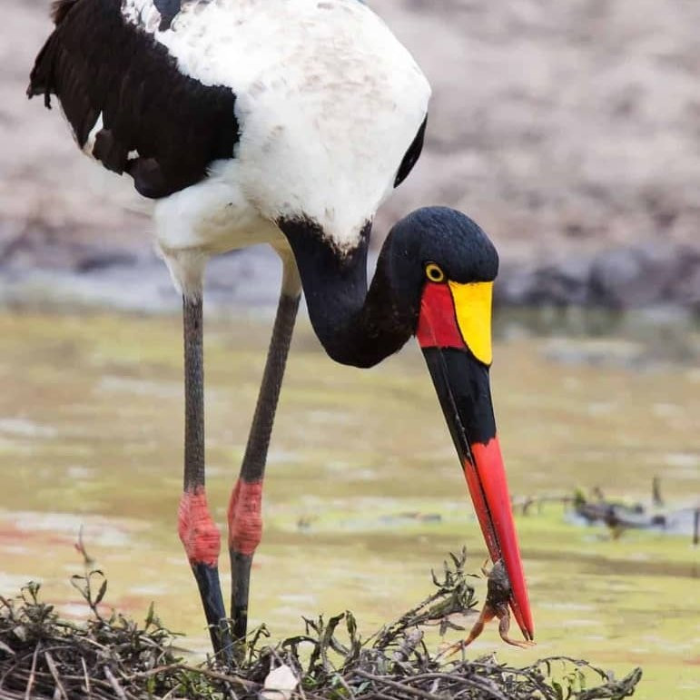 Murchison Falls National Park景点图片