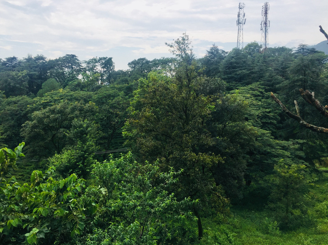 Lamrin Norwood Green Palampur主图